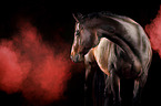 Quarter Horse with holi powder