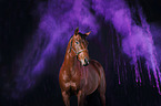 Quarter Horse with holi powder