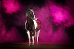 Quarter Horse with holi powder