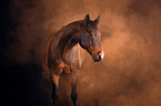 Quarter Horse with holi powder