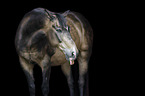 Quarter Horse
