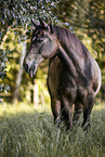 Quarter Horse