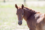 Quarter Horse foal