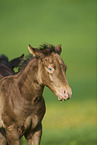 Quarter Horse foal