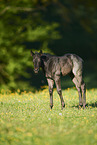 Quarter Horse foal