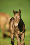 Quarter Horse foal