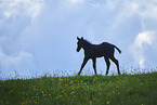 Quarter Horse foal