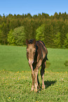 Quarter Horse foal