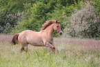 Quarter Horse