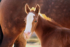 2 Quarter Horses