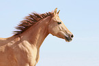 Quarter Horse