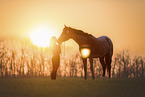 Quarter Horse