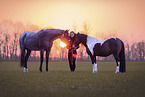 woman and 2 horses