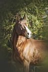 brown Quarter Horse