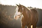Quarter Horse Portrait