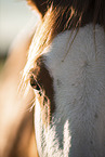 Quarter Horse eye