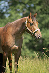 adult Quarter Horse