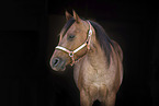 adult Quarter Horse