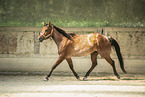 adult Quarter Horse