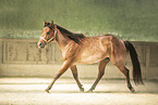 adult Quarter Horse