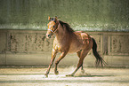 adult Quarter Horse