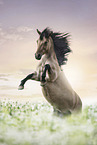 Quarter Horse mare