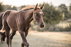 Quarter Horse foal