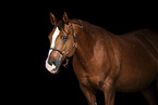 Quarter Horse Portrait