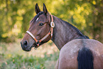 Quarter Horse