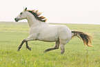 galloping Quarter Horse