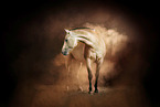 Quarter Horse in studio