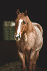 Quarter Horse gelding