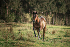 Quarter Horse gelding
