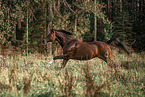 Quarter Horse gelding