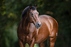 Quarter Horse gelding