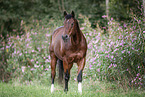 Quarter Horse gelding
