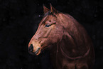 Quarter  Horse