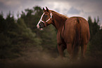 Quarter  Horse