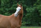 Quarter Horse
