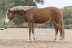 Quarter Horse gelding