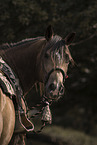 Quarter Horse Portrait