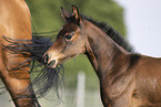 Quarter Horses