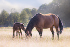 Quarter Horses