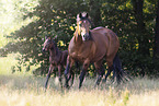 Quarter Horses