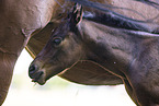Quarter Horses