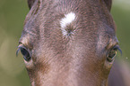 Quarter Horse foal