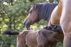 Quarter Horses