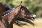 Quarter Horse foal