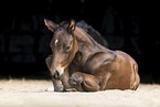 Quarter Horse foal