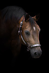 Quarter Horse